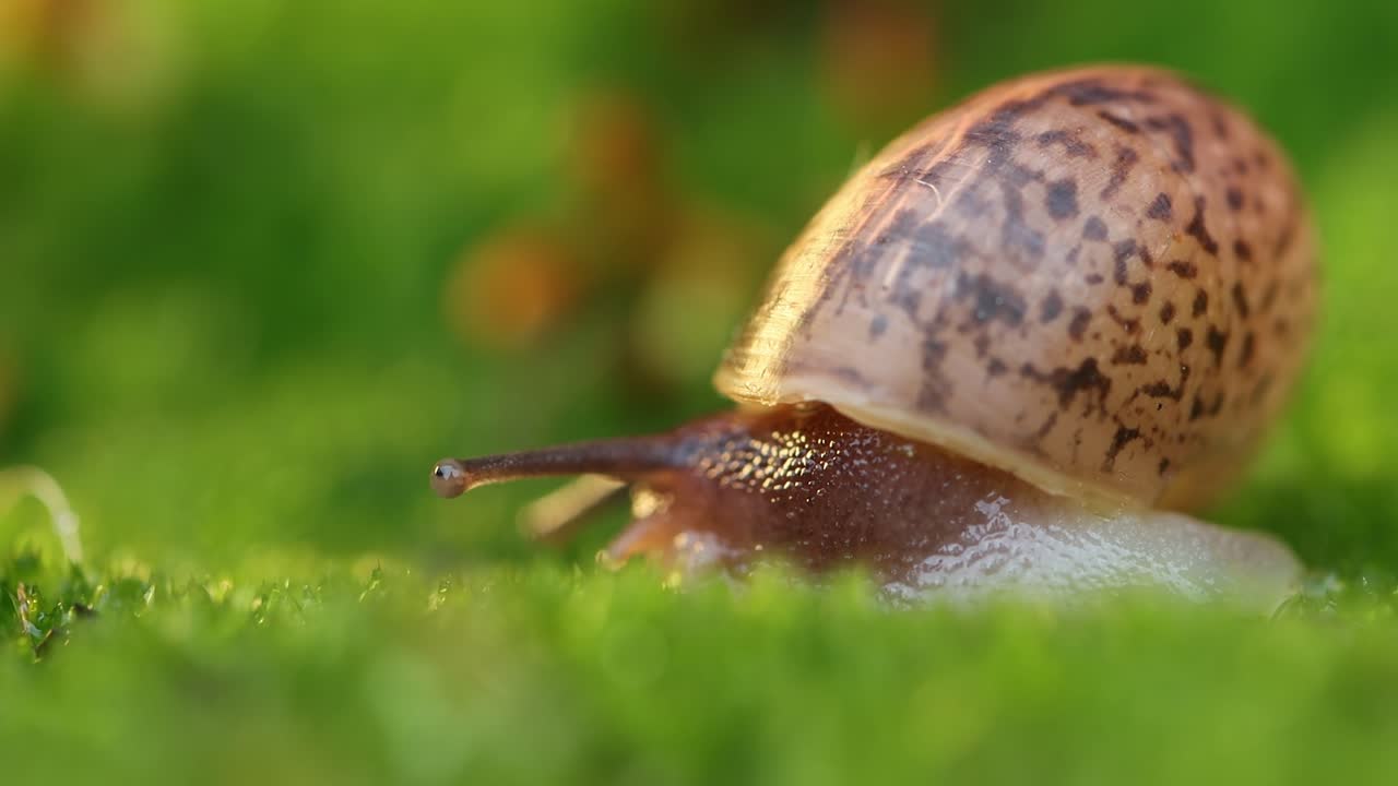 primer plano de un caracol que se arrastra lentamente en la luz del atardecer.