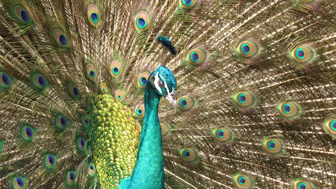 Um pavão macho realiza uma dança de acasalamento, balançando suas vibrantes e iridescentes penas da cauda ao ar livre.