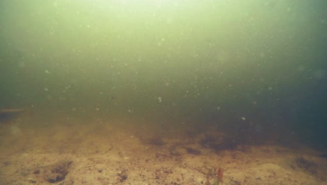 Common-Roach-Fishes-swimming-at-the-bottom-of-a-murky-river-in-Kolbudy,-Poland