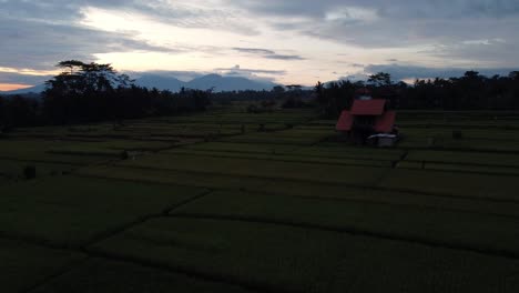 Aerial-video-in-an-amazing-landscape-rice-field-near-Ubud,-Rice-Terraces,-Bali,-Indonesia,-with-a-drone,-above-rice-terraces-in-a-beautiful-day-rice-field