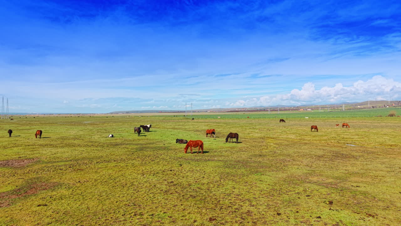 Ampia vista di cavalli sparsi in un verde terreno di pascolo. Più cavalli di diversi colori che pascolano e riposano in un vasto campo verde sotto il cielo azzurro