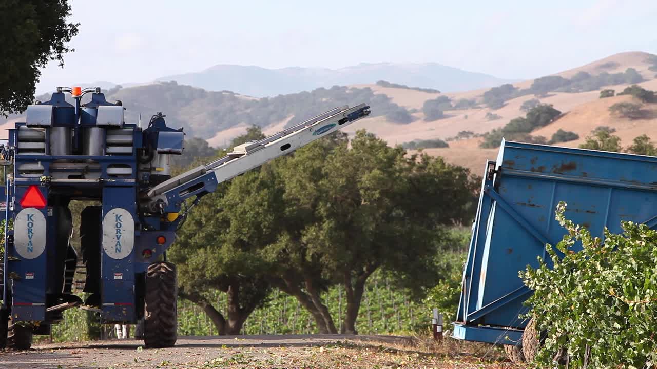 máquina recogiendo tractores durante la cosecha en un viñedo ava del valle de santa ynez de california 2