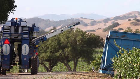 máquina recogiendo tractores durante la cosecha en un viñedo ava del valle de santa ynez de california 2