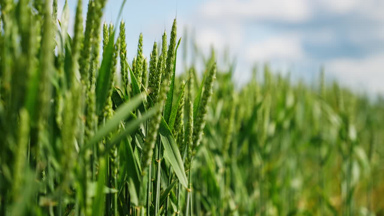 Field of vibrant green wheat stalks under a clear sky with scattered clouds, suggesting early growth or an unripe crop