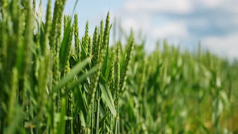 field of vibrant green wheat stalks under a clear sky with scattered clouds, suggesting early growth or an unripe crop