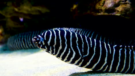 eye-catching black and white striped zebra moray eel