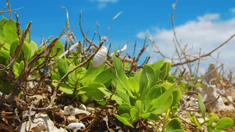 Una-Hermosa-Concha-Vacía-Blanca-Situada-En-Un-Tallo-De-Una-Planta-Verde---Primer-Plano