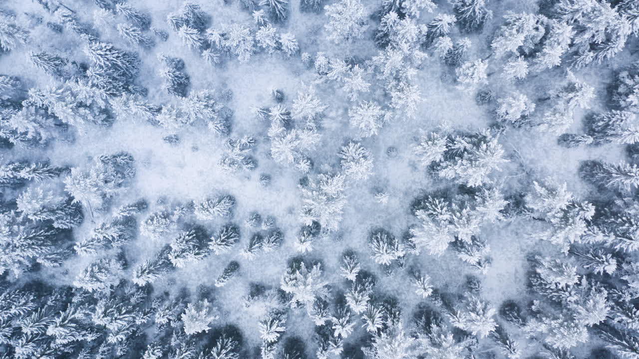 una foresta di abete coperta di neve dall'alto