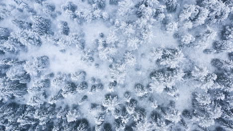Ein-Schneebedeckter-Fichtenwald-Von-Oben