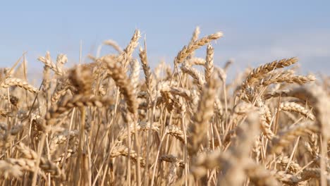 ripe wheat in a windless field against blue sky