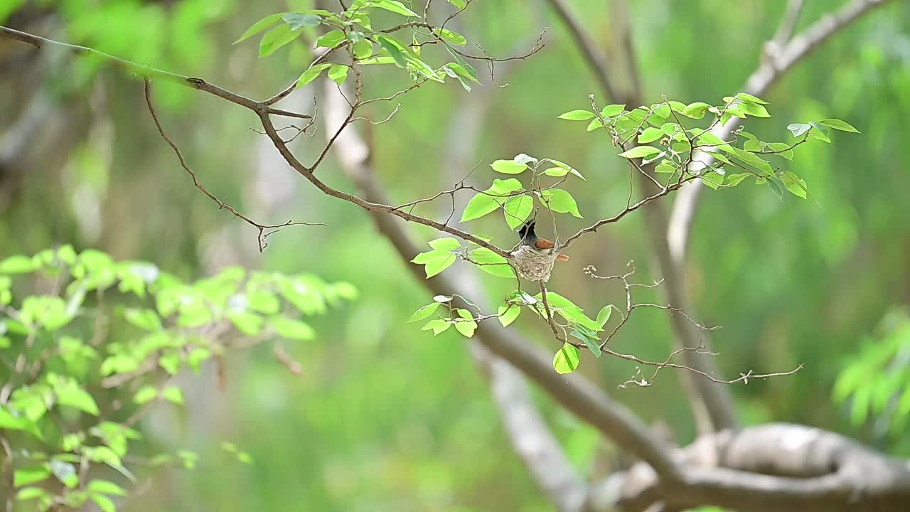 Indian paradise flycatcher Preparing nest in Forest