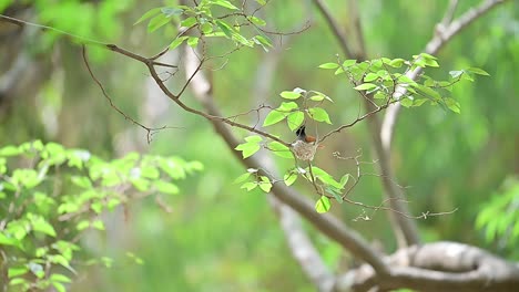 indian paradise flycatcher preparing nest in forest