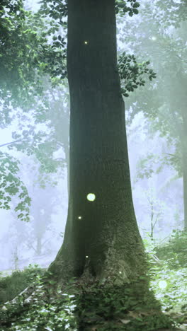 sunlight filters through trees in a serene forest setting during early morning