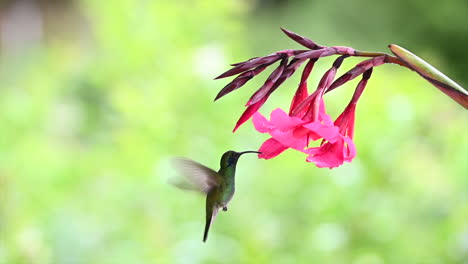 Magnífico-Colibrí-Alimentándose-De-Un-Lirio-De-Canna-Rosa,-120fps,-Costa-Rica