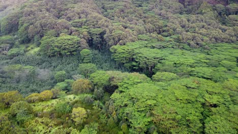 naturaleza cinematográfica vista aérea del bosque verde en la isla de kauai en hawaii naturaleza dramática vista aérea de la selva tropical selva tropical de kauai
