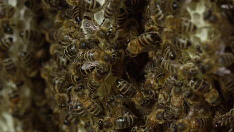 Abejas-En-Una-Colmena-O-Panal,-Día-Cálido-Y-Soleado,-Naturaleza-Y-Selva,-Rojo-4k