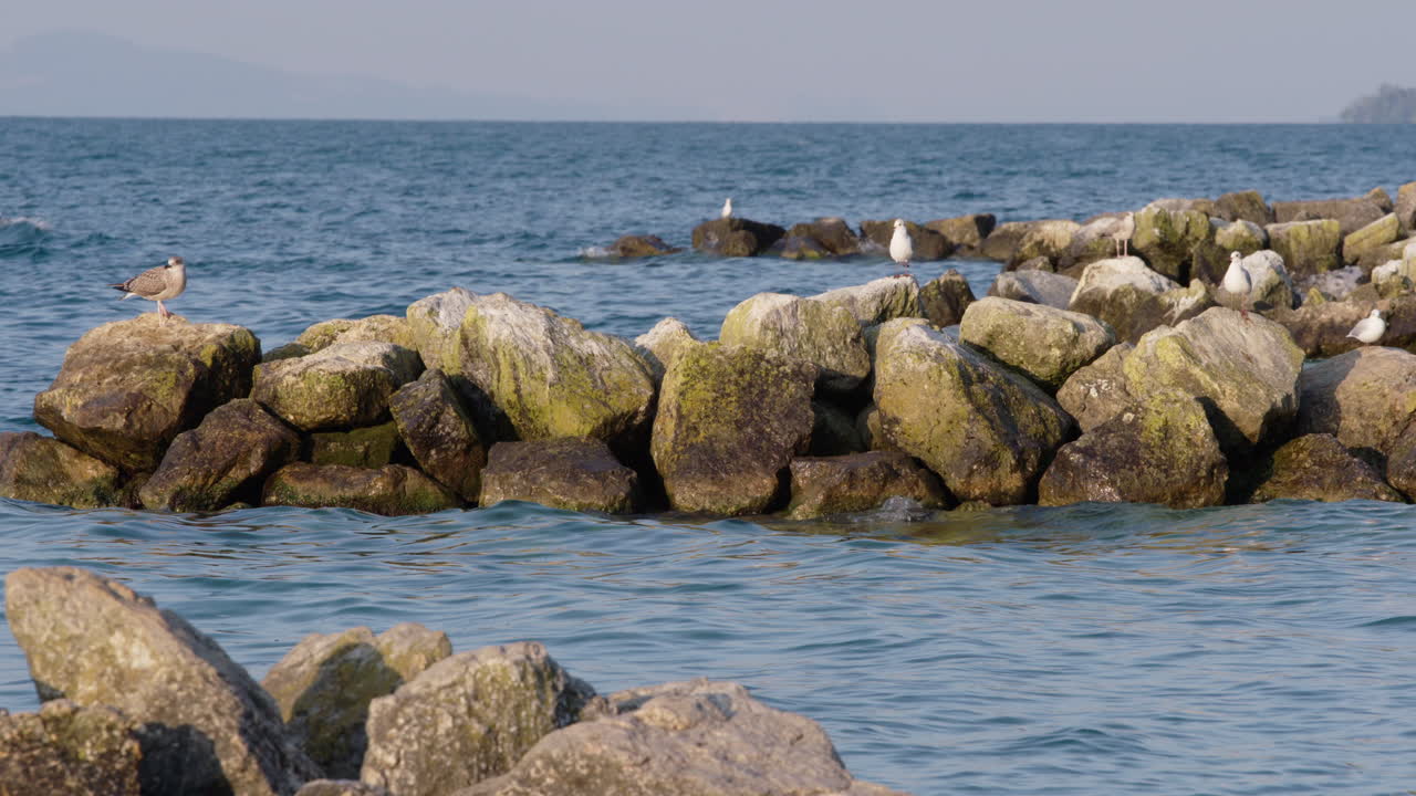 gaviotas sentadas sobre rocas en el agua
