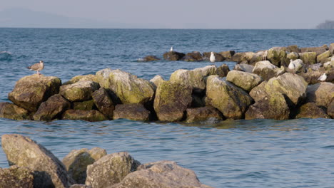 seagulls sitting on rocks in the water