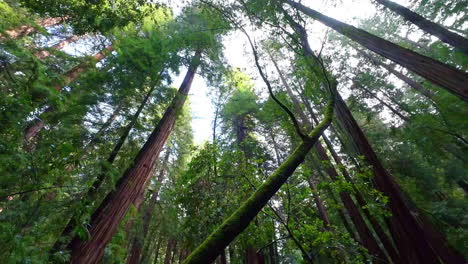 Secoyas-Gigantes-En-El-Bosque-Del-Monumento-Nacional-De-Muir,-California,-EE.UU.