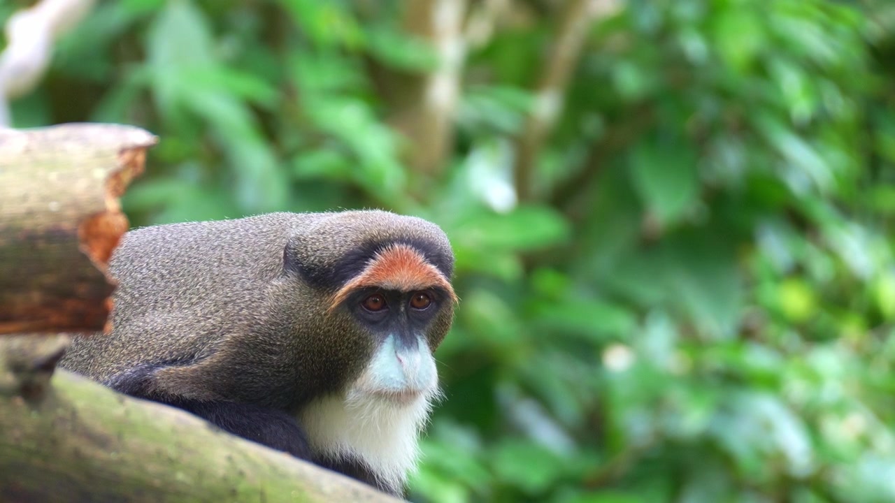 Primo piano di una scimmia di De Brazza (Cercopithecus neglectus) che riposa su un ramo d'albero sotto la chioma frondosa, guardandosi intorno