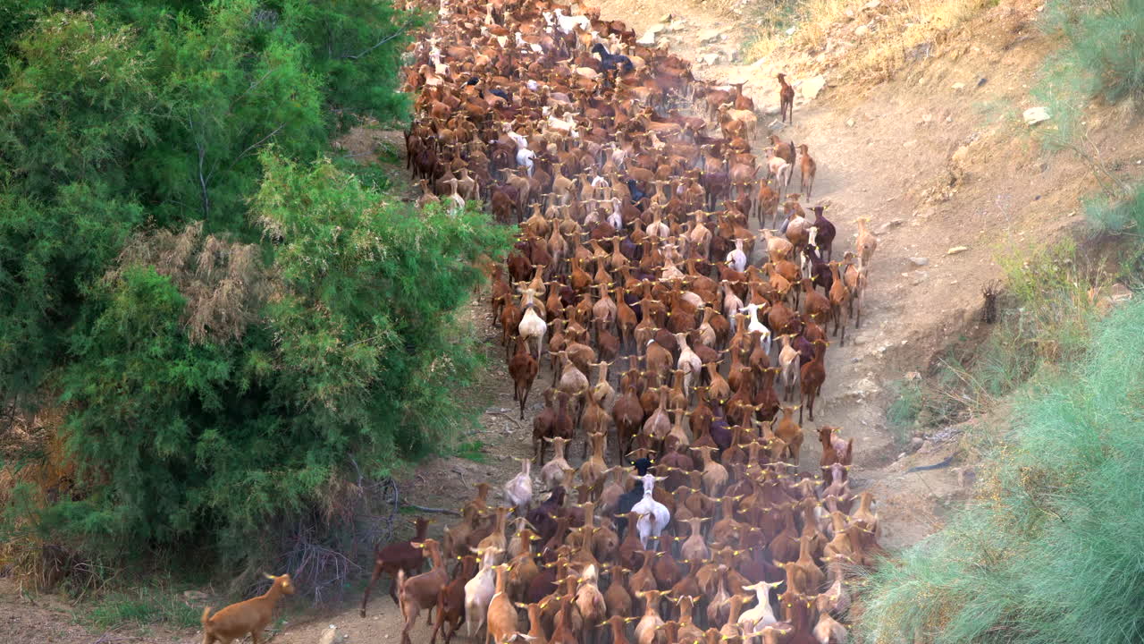 agricoltore che sposta le capre lungo un sentiero, allevando animali girati in 4k
