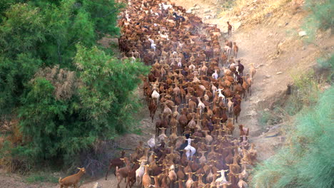 granjero moviendo cabras a lo largo de un camino, pastoreando animales disparados en 4k