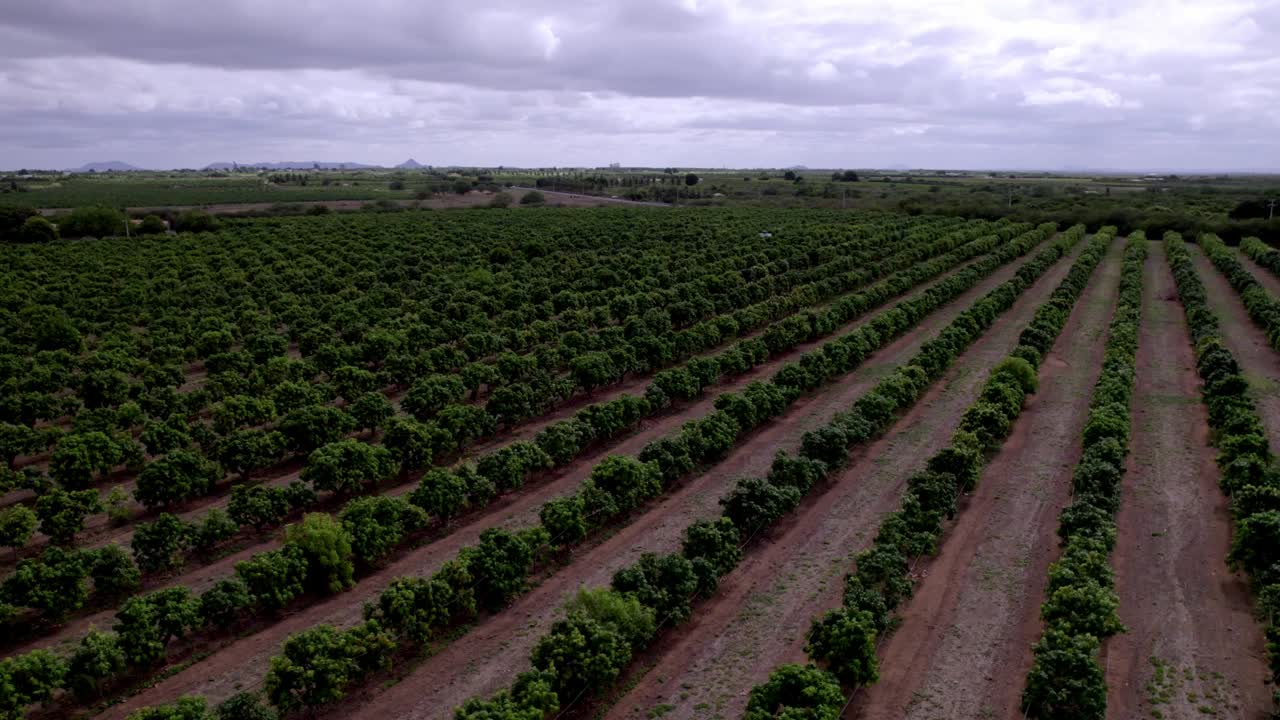 campo de árboles simétrico, plantación de cultivos, rendimiento estacional, cielo nublado