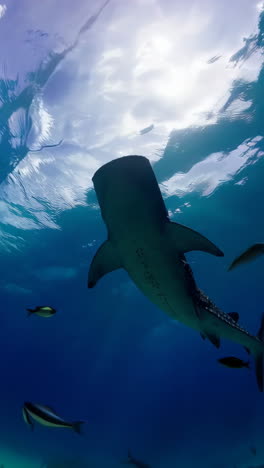 majestic sharks swimming under sunlit ocean surface