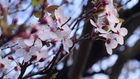 cherry blossom in the breeze