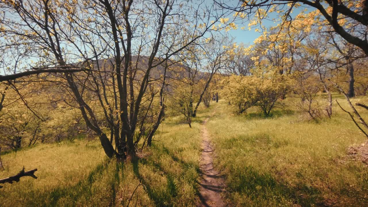 First person view (POV) of walking on a dirt trail through a forest on a sunny day. Golden trees and purple flowers lining the path. Camera moving forward slowly. High quality 4k b-roll