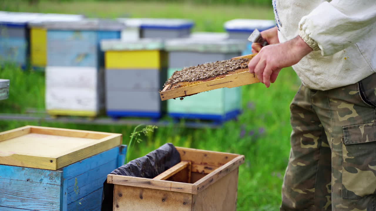 Hives in apiary with bees. Beekeeper working with bees and beehives on the apiary
