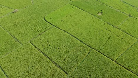 Luftaufnahme-Eines-Riesigen-Reisfeldes