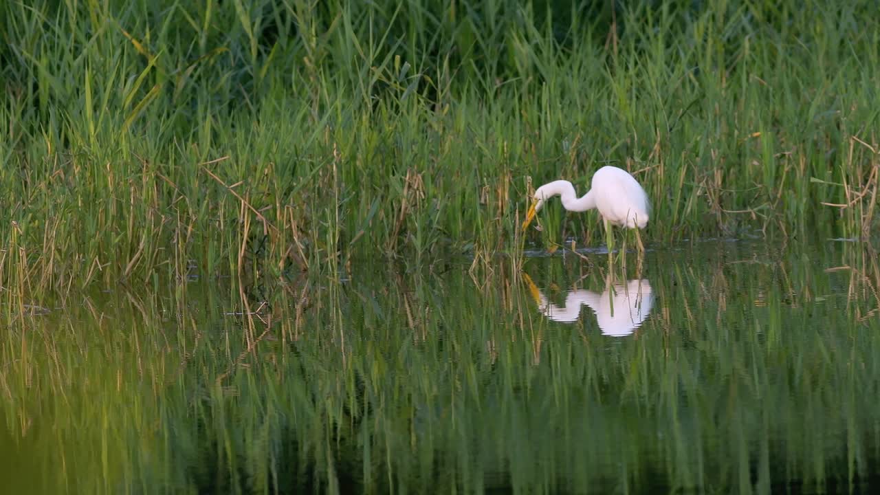 White Heron Hunting Fish in the Reeds