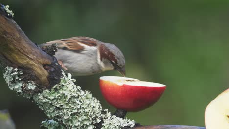 el macho del gorrión doméstico se alimenta de una manzana en un comedero de jardín