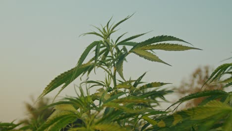 cannabis plants in a field