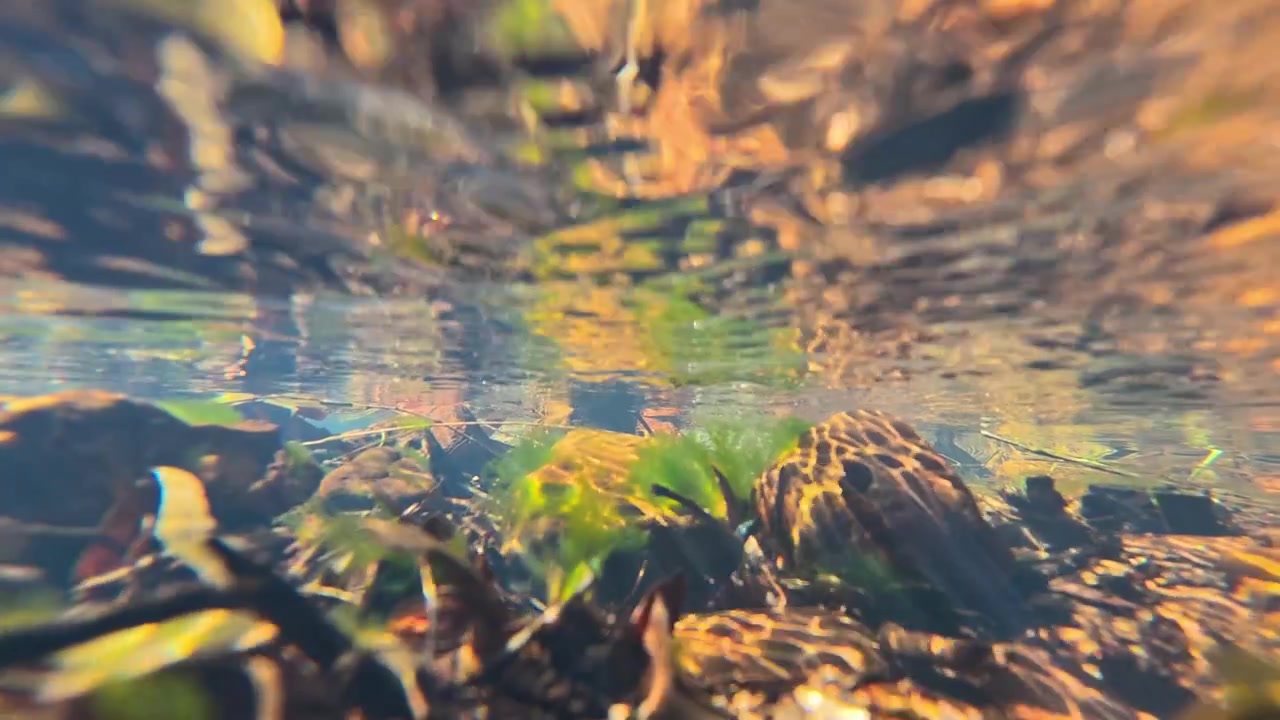 A luz do sol filtra através das ondulações em um riacho de águas claras, iluminando rochas submersas e plantas aquáticas