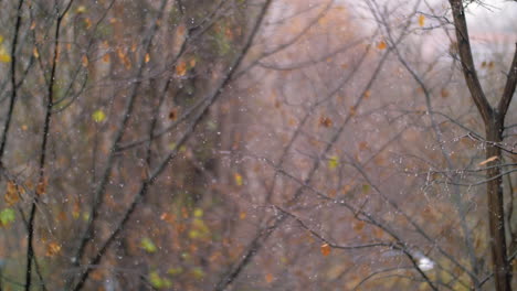 snowfall in autumn against faded trees