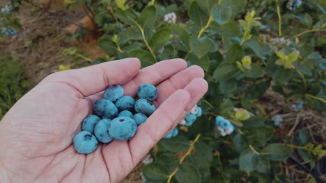 blueberries in hand ,handful of fresh and health berries