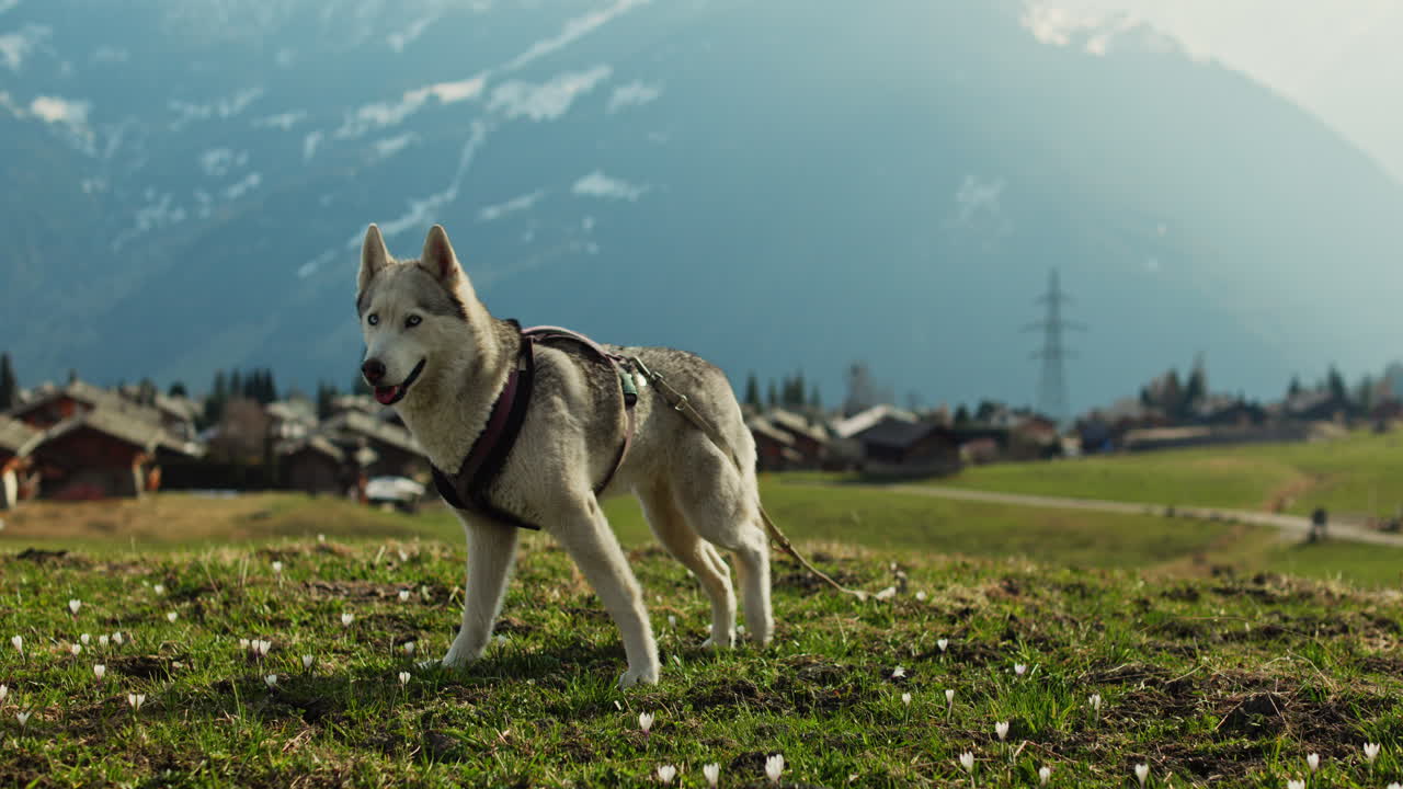 Majestic husky walking through an open alpine field at sunset, with breathtaking mountain views and