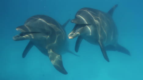 dolphins in an aquarium