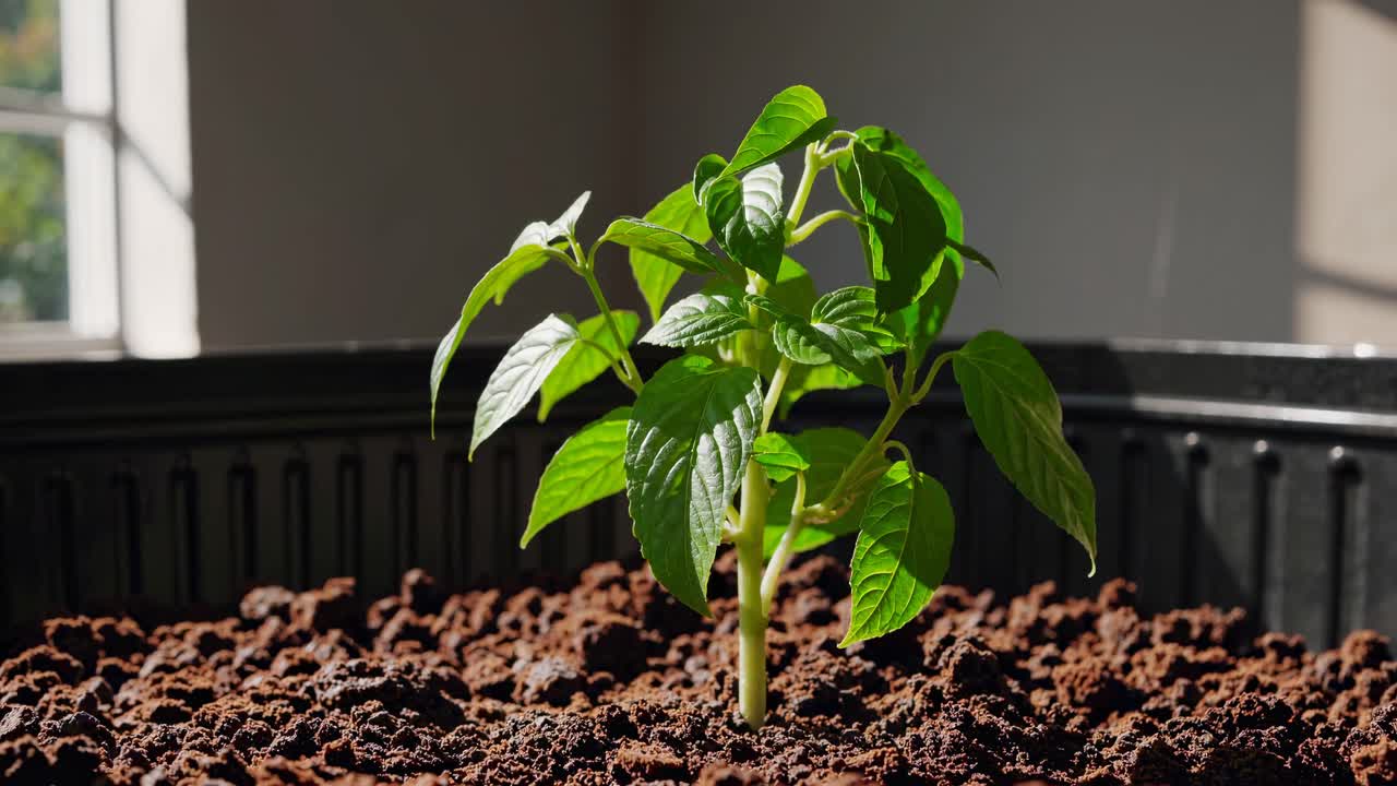 Close-up video shot of a young plant in rich soil, captured from a low angle