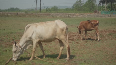 Sht-Estático-En-Cámara-Lenta-De-Una-Vaca-Blanca-Y-Marrón-Atada-Pastando-En-Un-Campo-Durante-Un-Día-Soleado