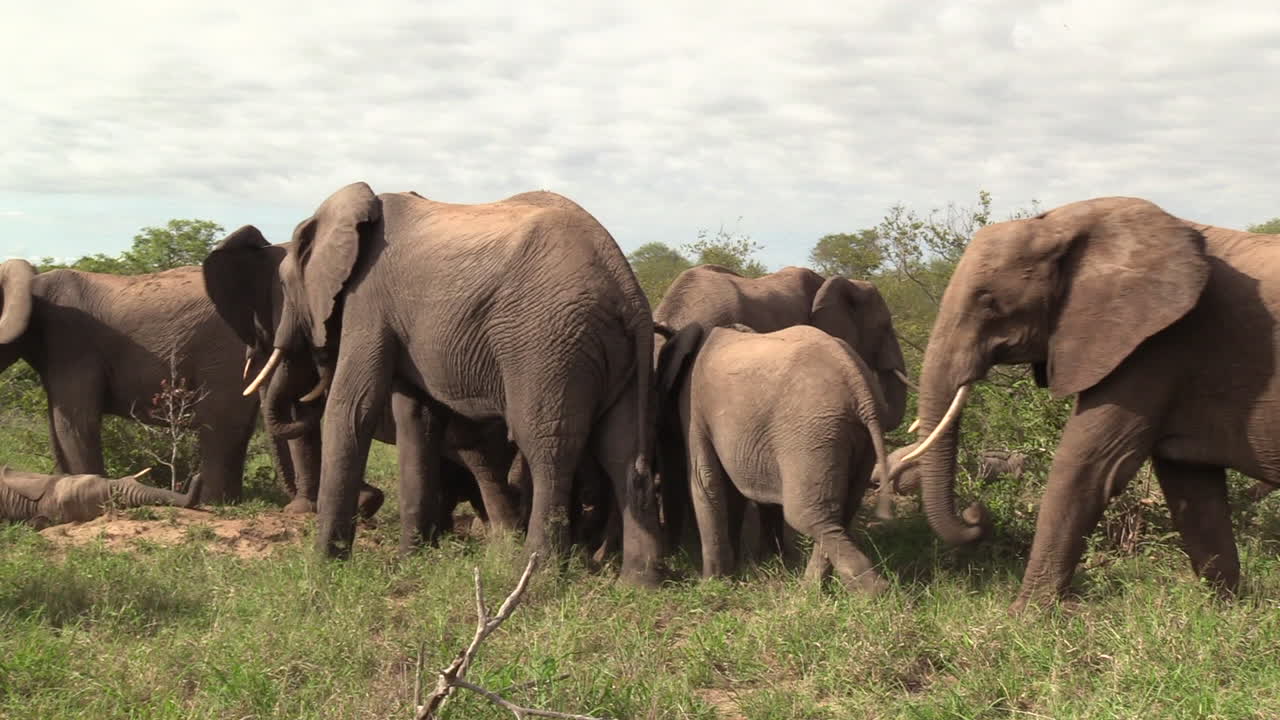 풀을 뜯고 있는 아프리카 코끼리 떼