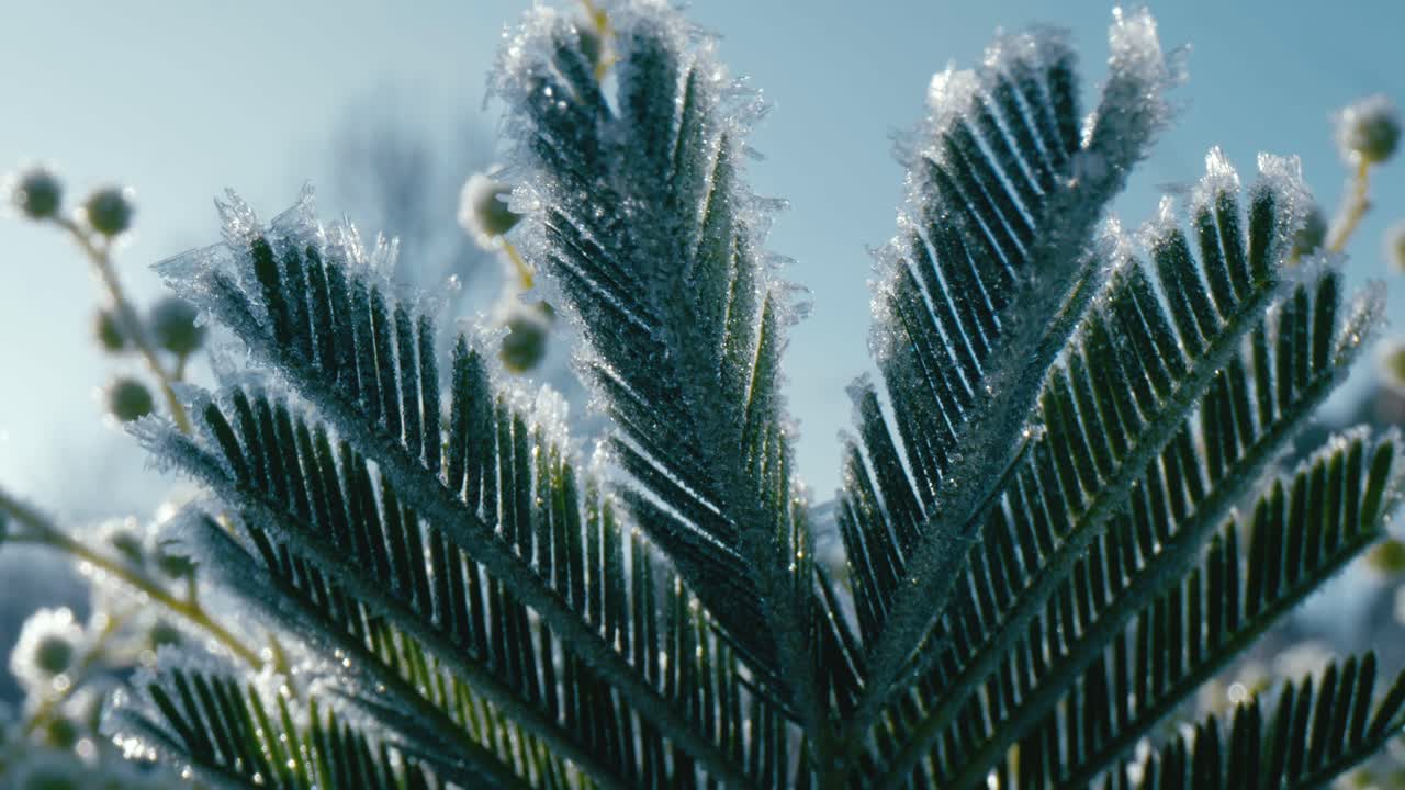 крупный план листьев и цветов мимозы в прекрасном утреннем свете