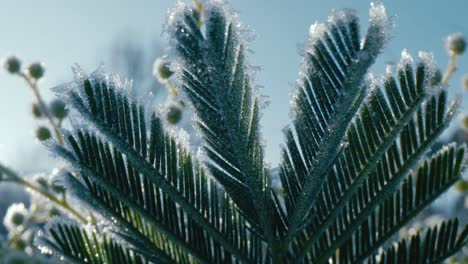 primer plano de hojas y flores de mimosa en la hermosa luz de la mañana