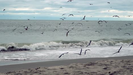 gaviotas despegando y dando vueltas