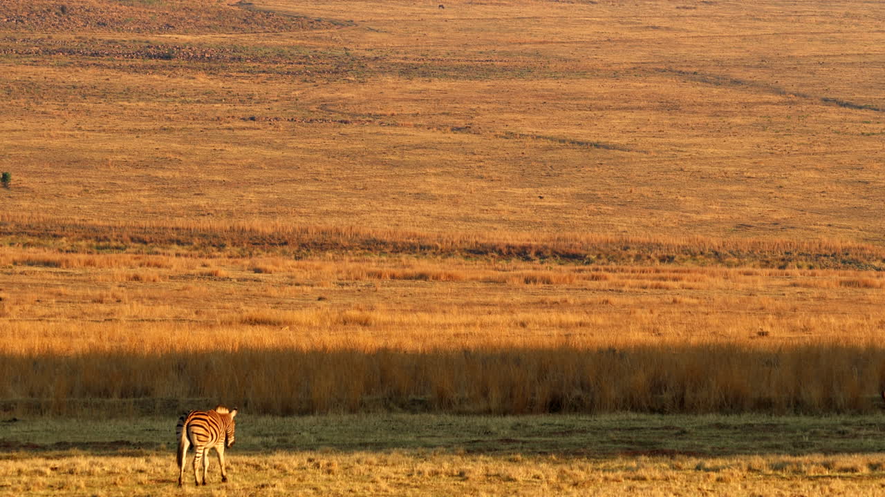 Burchell's Zebra walks over vast grassy plain in early morning light