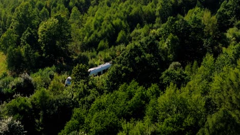 árboles video drone en este día soleado