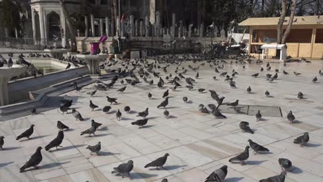 aves y palomas