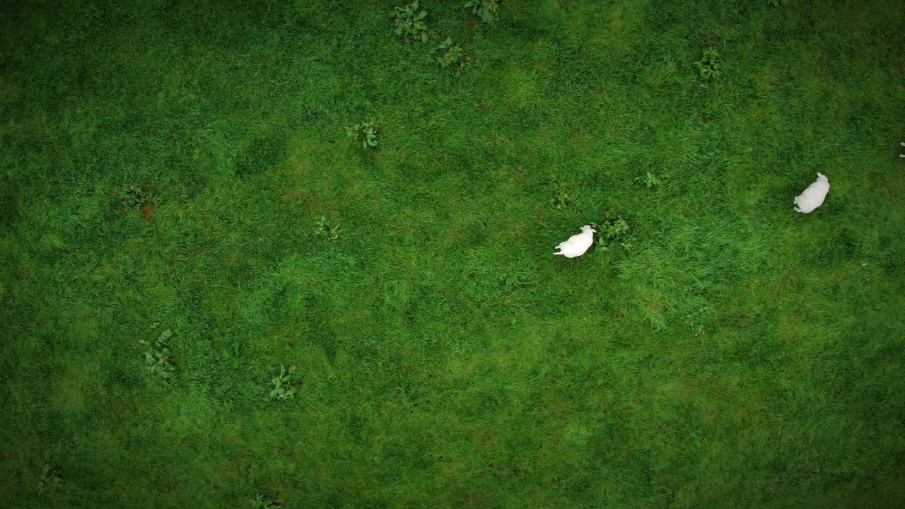 샷에서 오른쪽으로 이동하는 초원에 있는 양의 공중